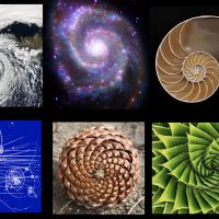 Ֆիբոնաչիի թվերը բնության մեջ։ Ոսկե հատում